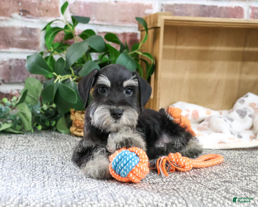 Miniature Schnauzer dogs for sale: Jonah - Ad 2