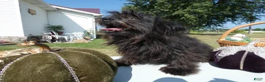 Pomapoo 2 Mars
