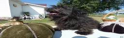 Pomapoo dogs for sale: Pomapoo 2 Mars - Ad 1