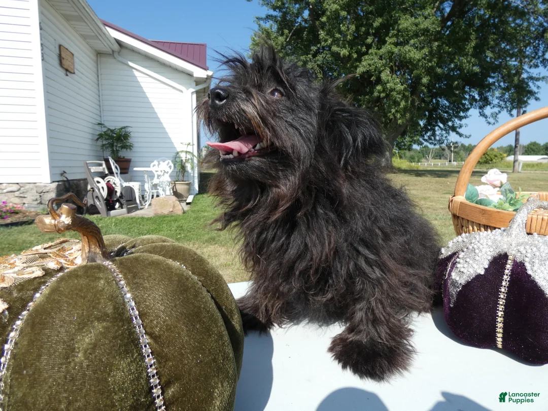 Pomapoo dogs for sale: Pomapoo 2 Mars - Ad 1