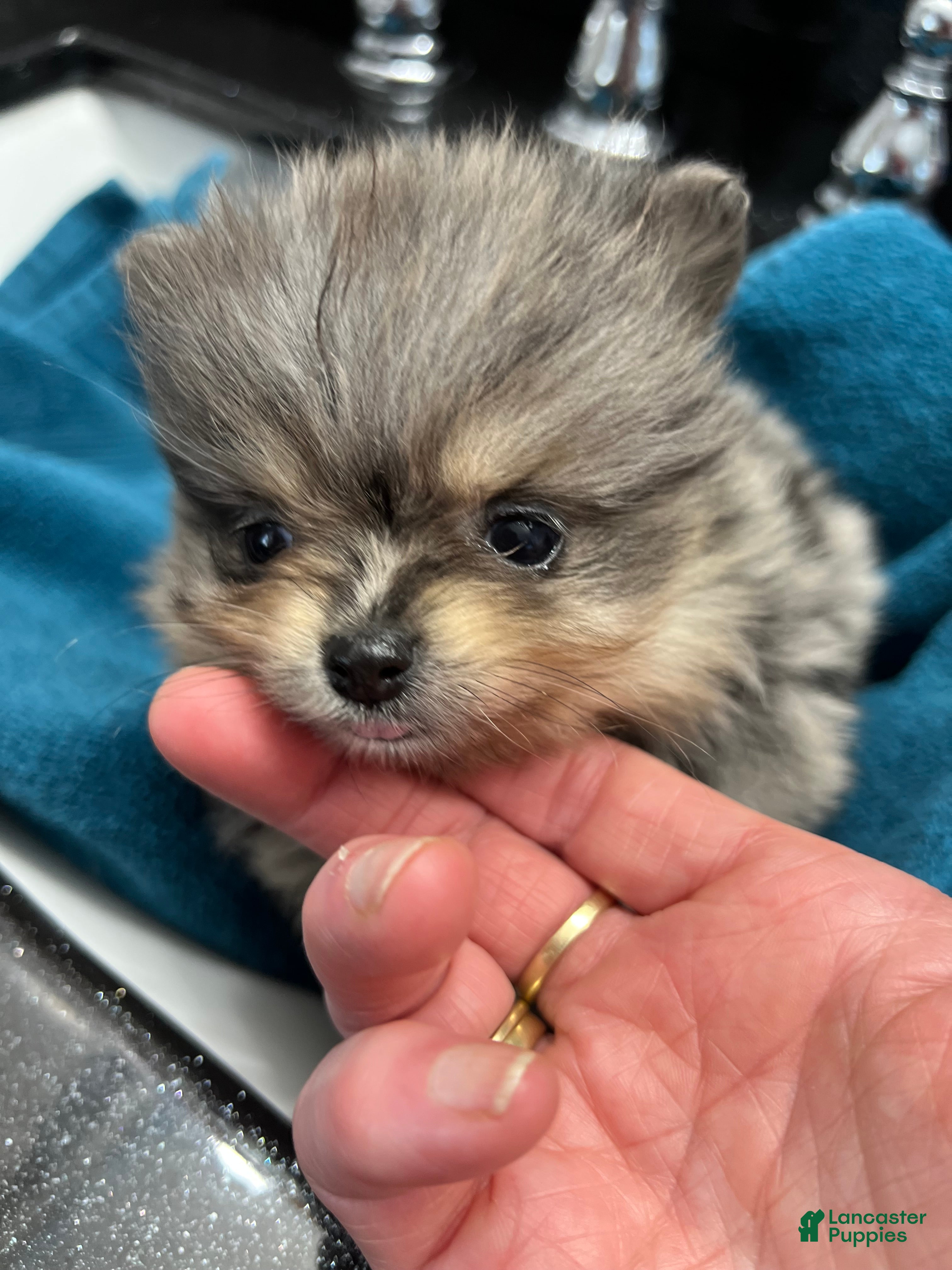 Pomeranian dogs Gemma  - Ad 35