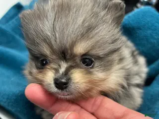 Pomeranian dogs Gemma - Ad 37
