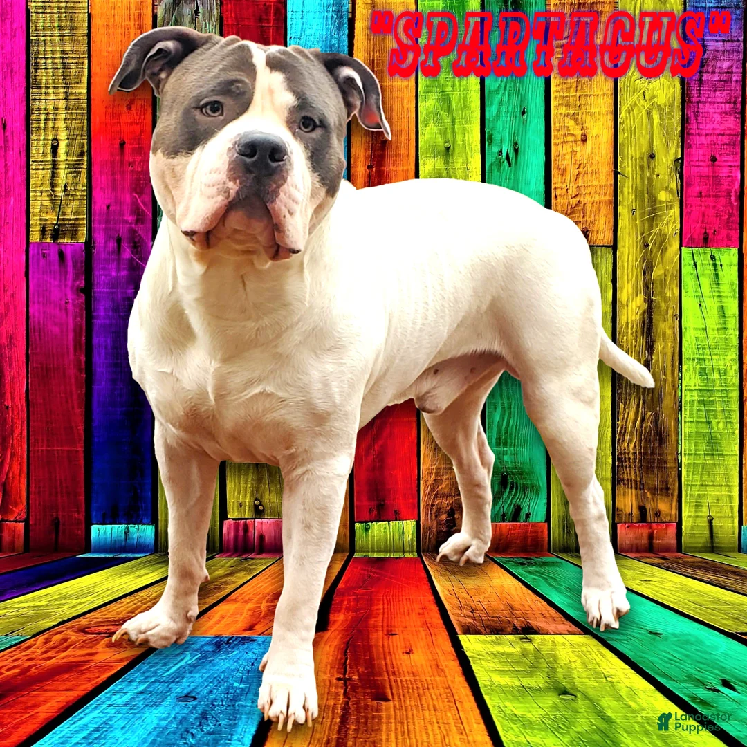 American Bully dogs for sale: MEG THA STALLION - Ad 8