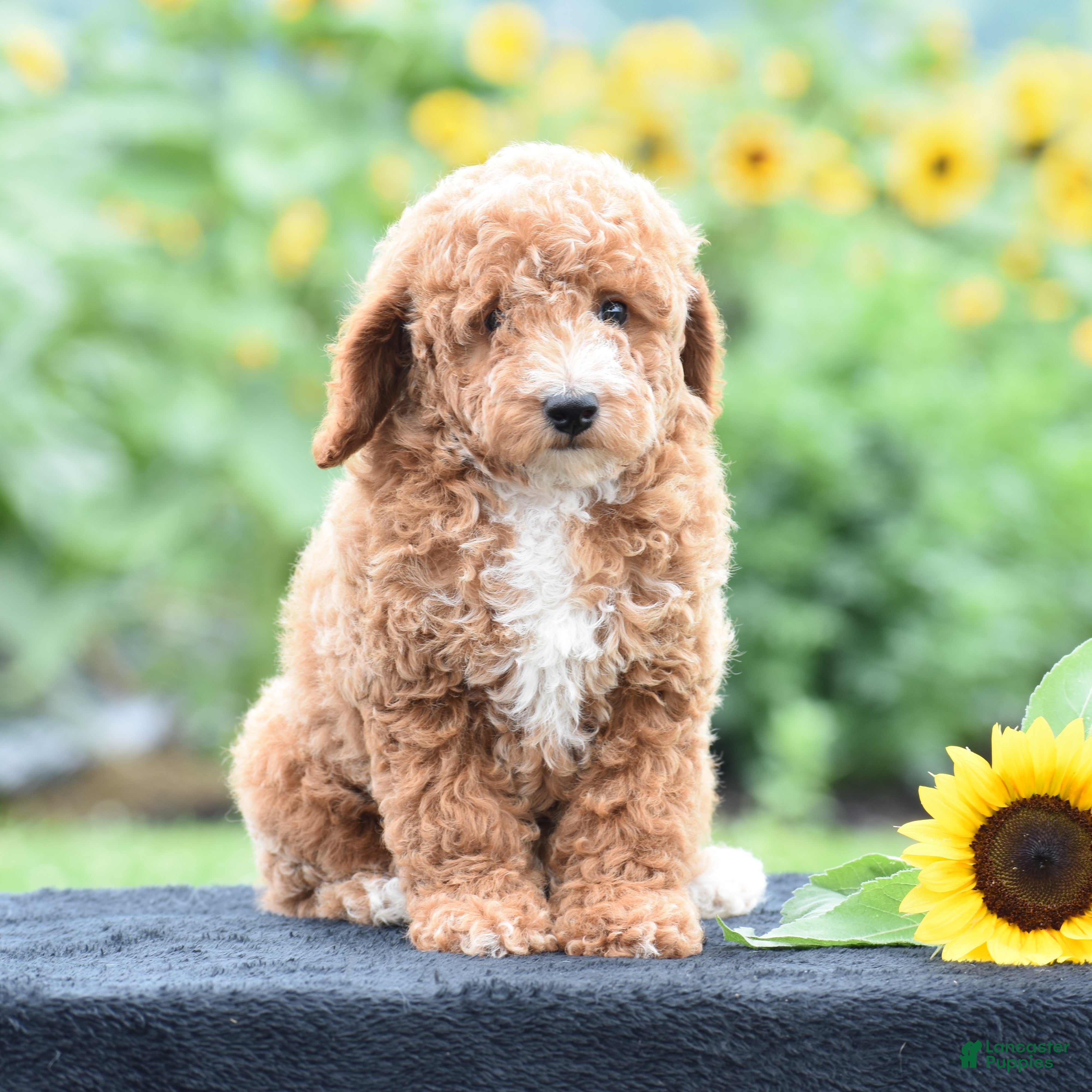 Miniature Poodle dogs Lexis - Ad 1