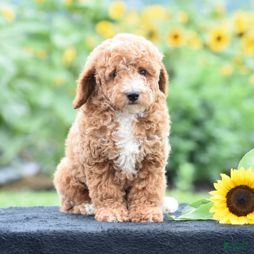 Miniature Poodle dogs for sale: Lexis - Ad 1
