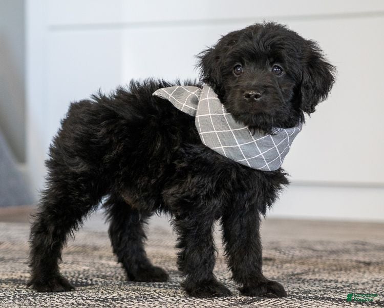 Mini Goldendoodle dogs Mr Miko (Mini) - Ad 1