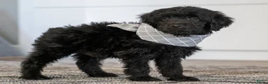 Mr Miko (Mini)
