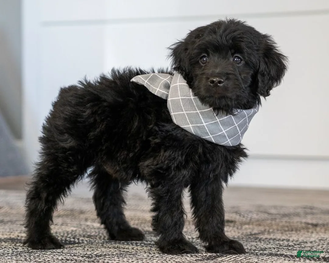 Mini Goldendoodle dogs for sale: Mr Miko (Mini) - Ad 1