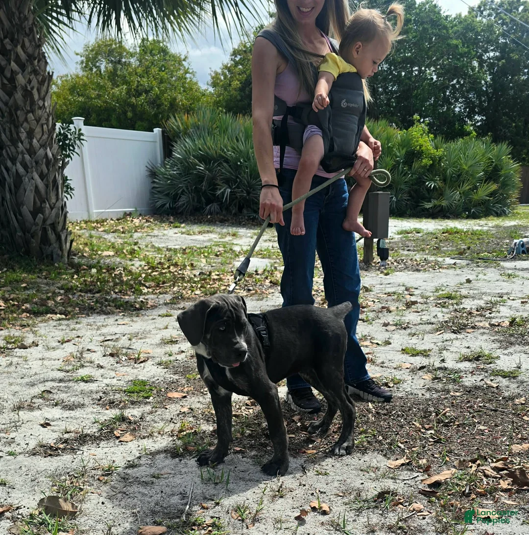 Cane Corso dogs for sale: Bandit - Ad 2