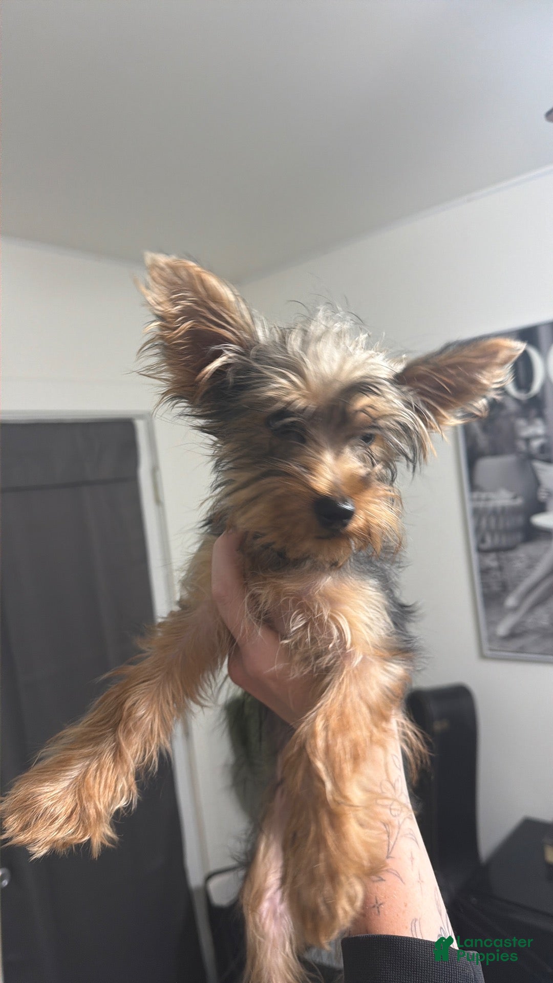 Yorkshire Terrier dogs Yorkshire Terrier 1 - Ad 42