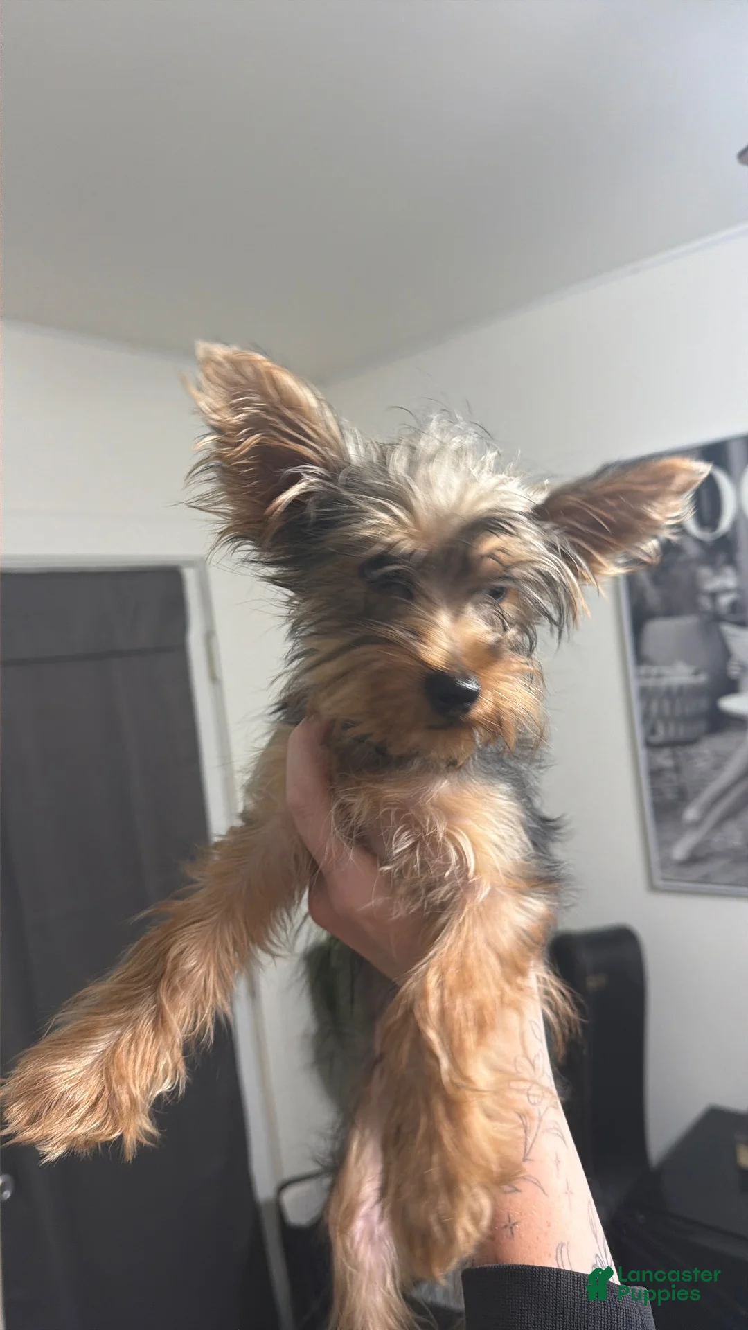 Yorkshire Terrier dogs for sale: Yorkshire Terrier 1 - Ad 1