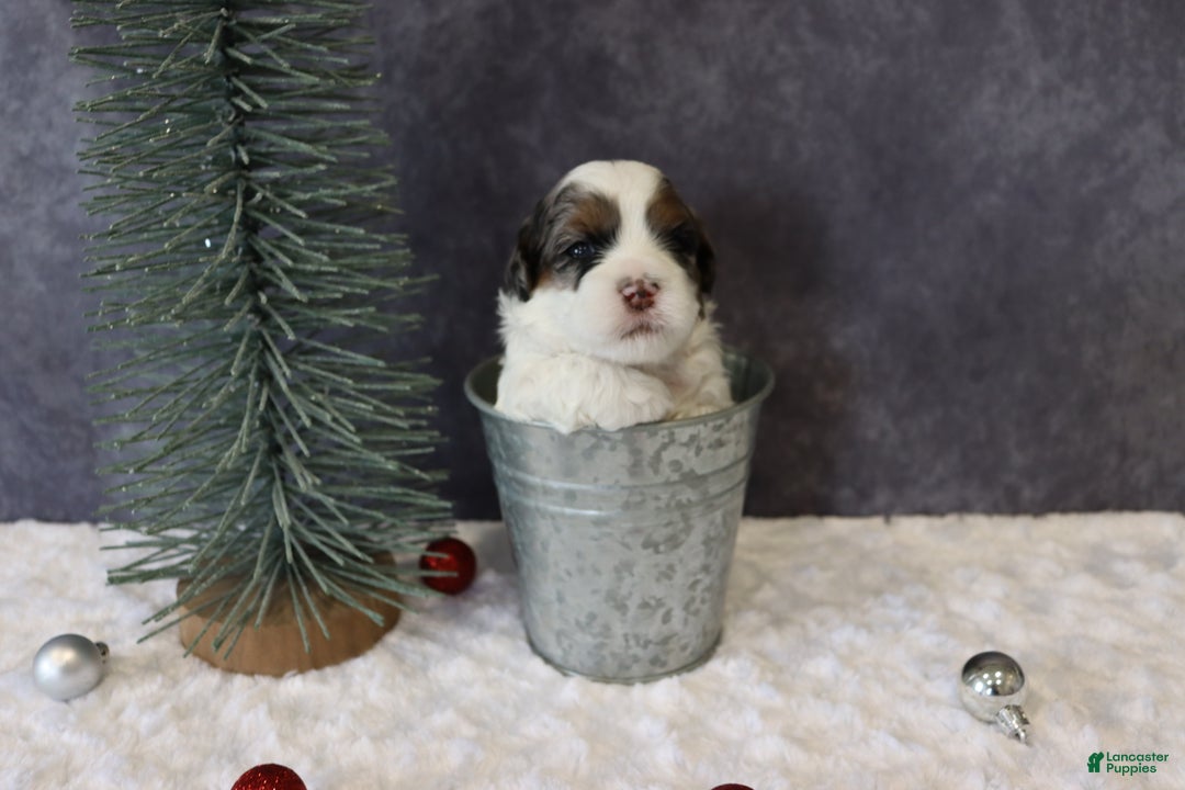 Shihpoo dogs for sale: Parker - Ad 4