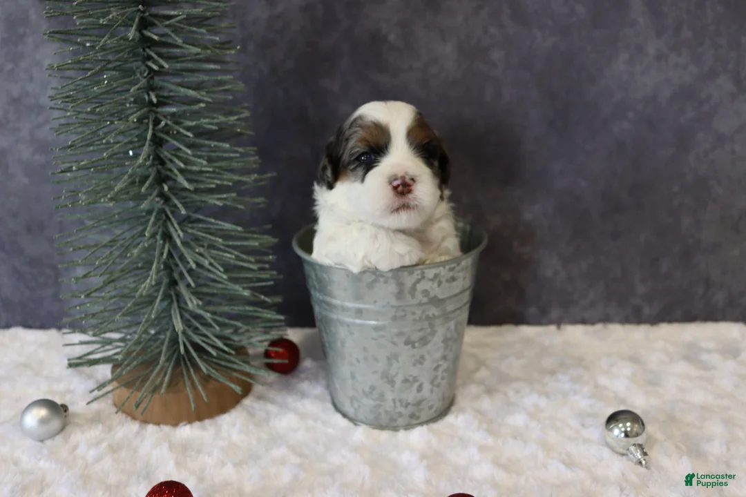 Shihpoo dogs for sale: Parker - Ad 8