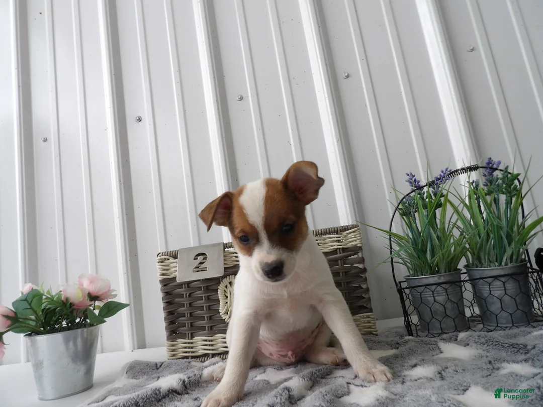 Gallery Image {{count}}