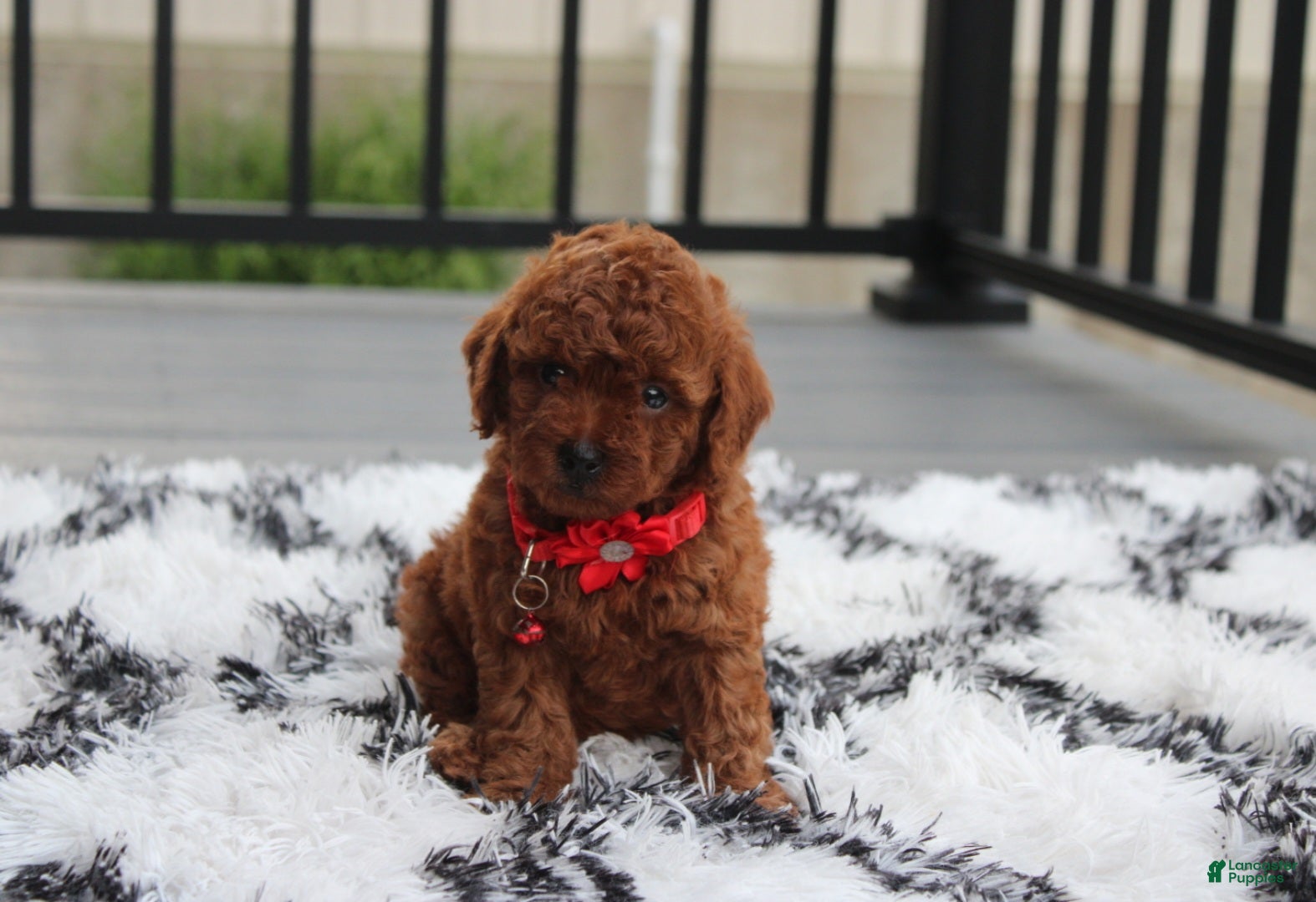 Toy Poodle dogs Toy PoodleKoda 1 - Ad 1