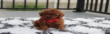 Toy PoodleKoda 1