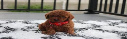 Toy Poodle dogs for sale: Toy PoodleKoda 1 - Ad 1