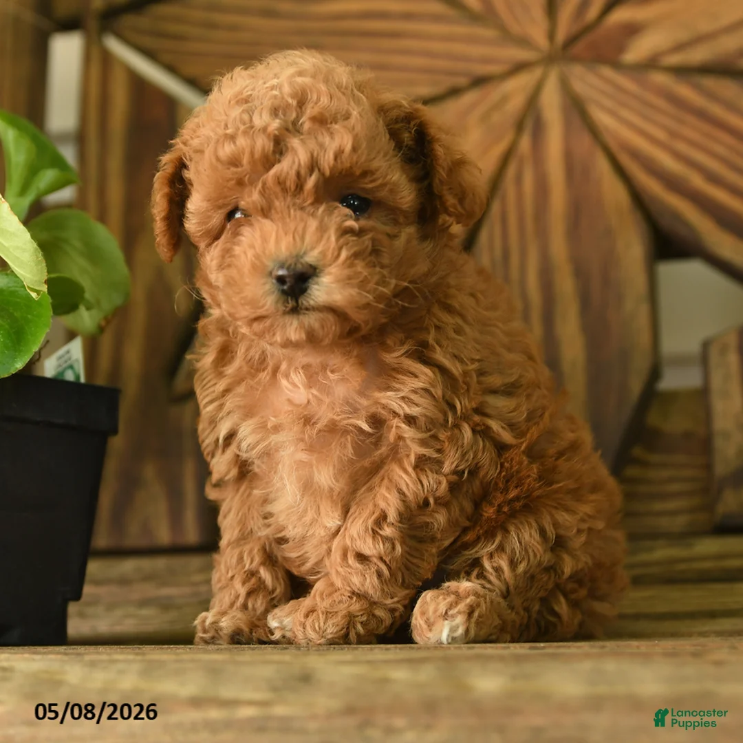 Toy Poodle dogs for sale: Patty - Ad 2