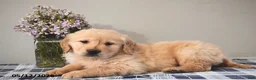 Golden Retriever dogs for sale: Lilac - Ad 3