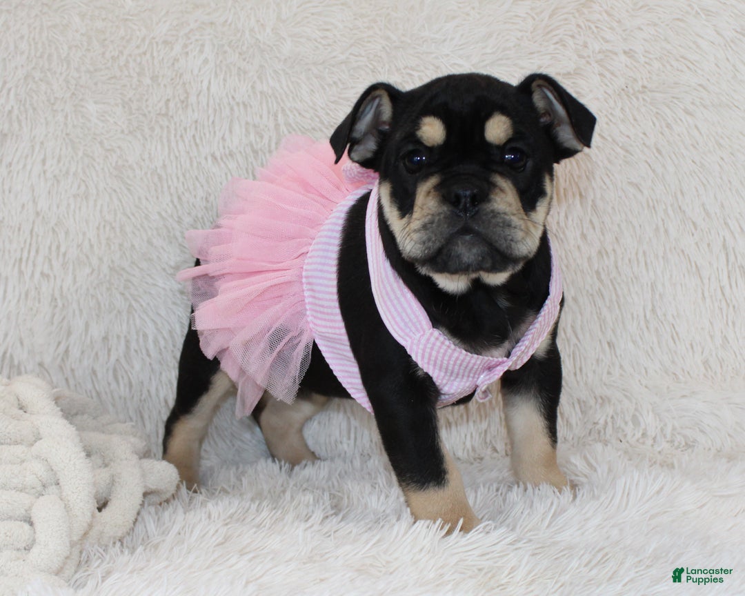 English Bulldog dogs for sale: Paris - Ad 10