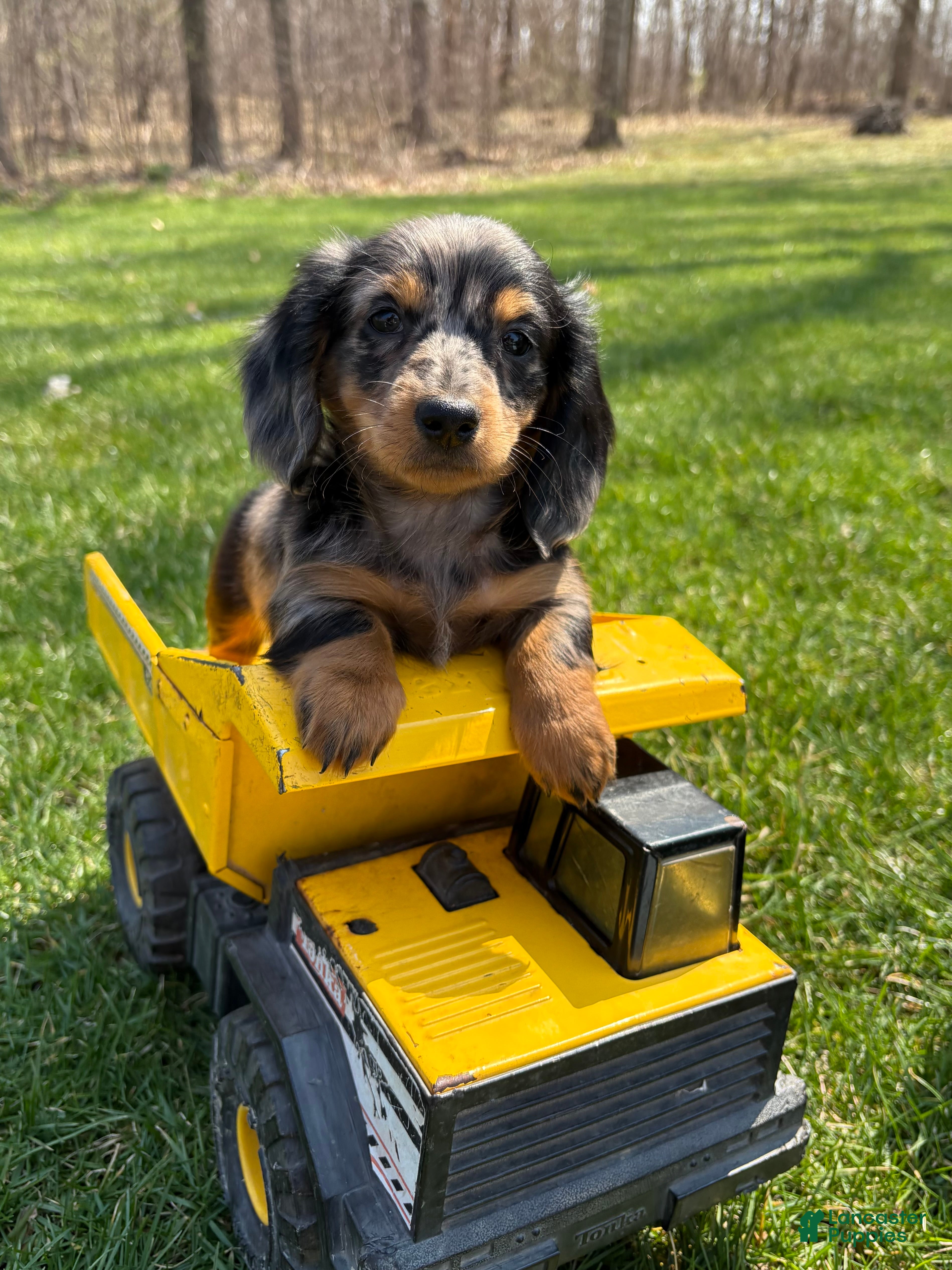 Dachshund dogs Vaylor - Ad 1