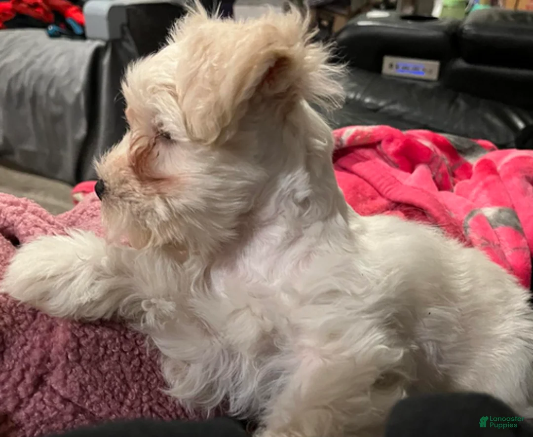 Miniature Schnauzer dogs for sale: Stevie (red collar) - Ad 4