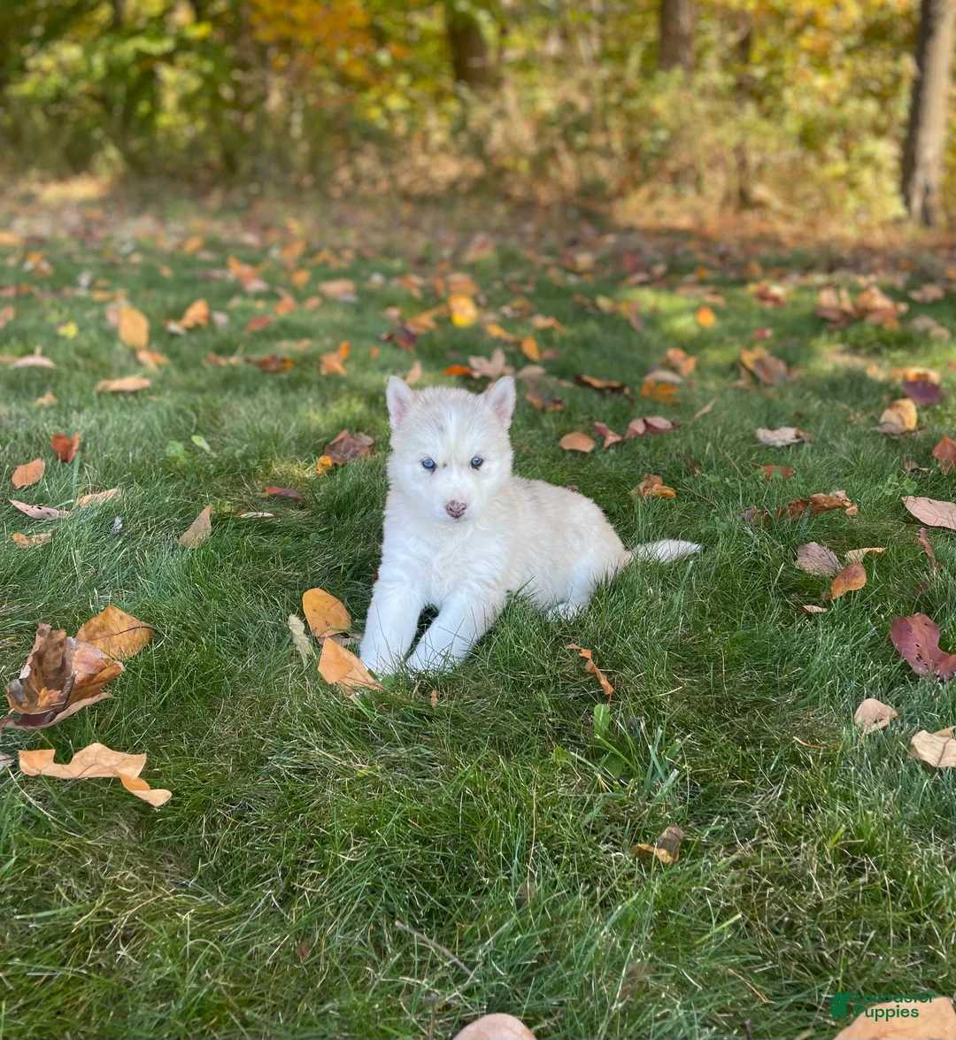 Gerberian Shepsky dogs for sale: Skye - Ad 1