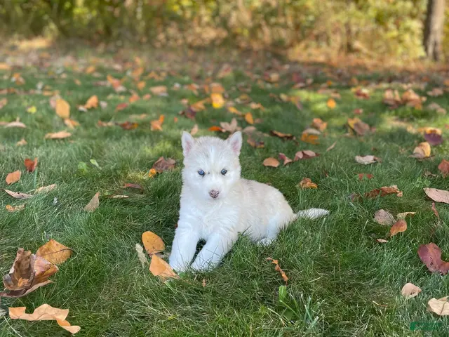 Gerberian Shepsky dogs for sale: Skye - Ad 1