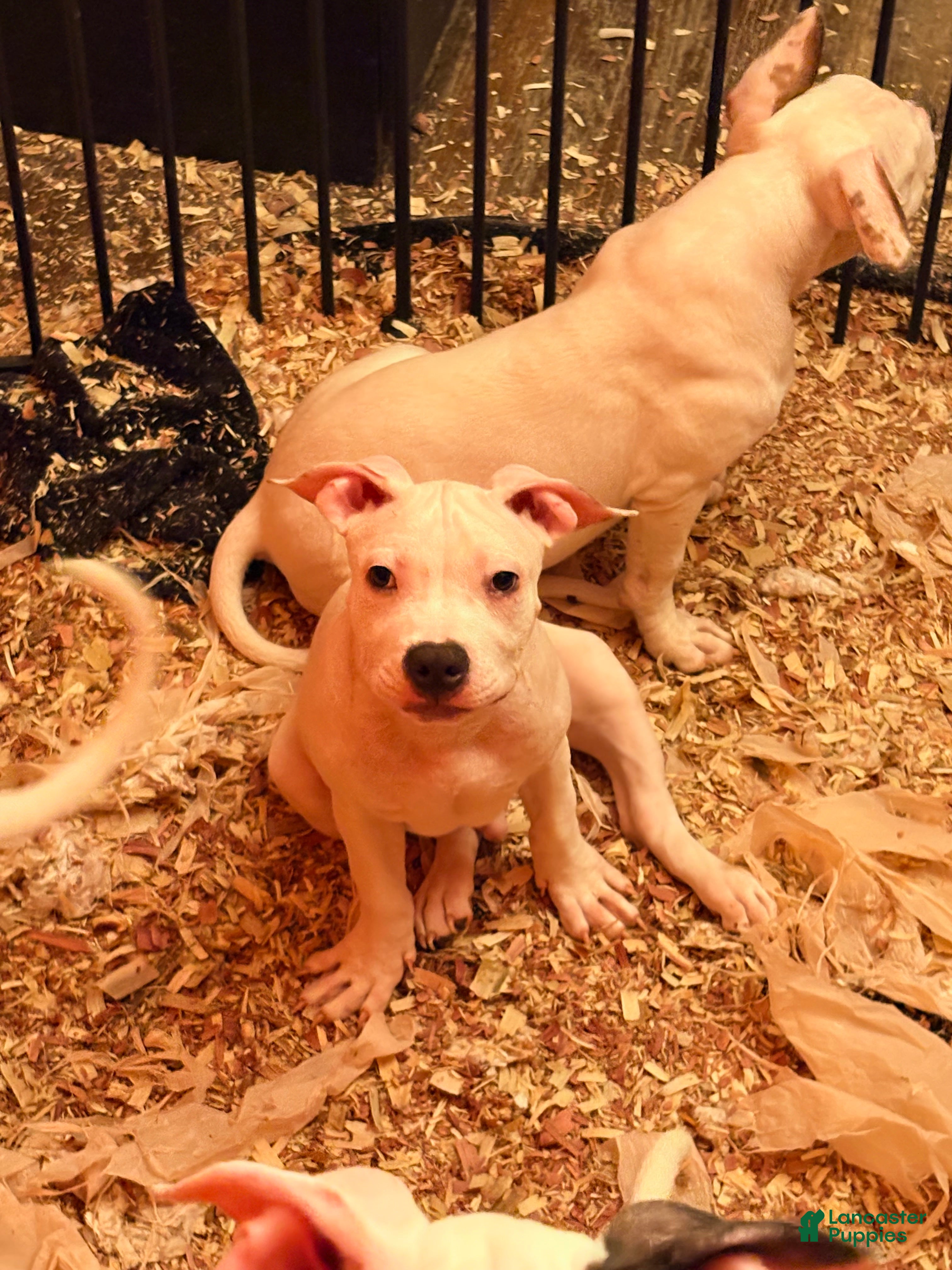 Mixed Breed dogs Mixed Breed 1 - Ad 2