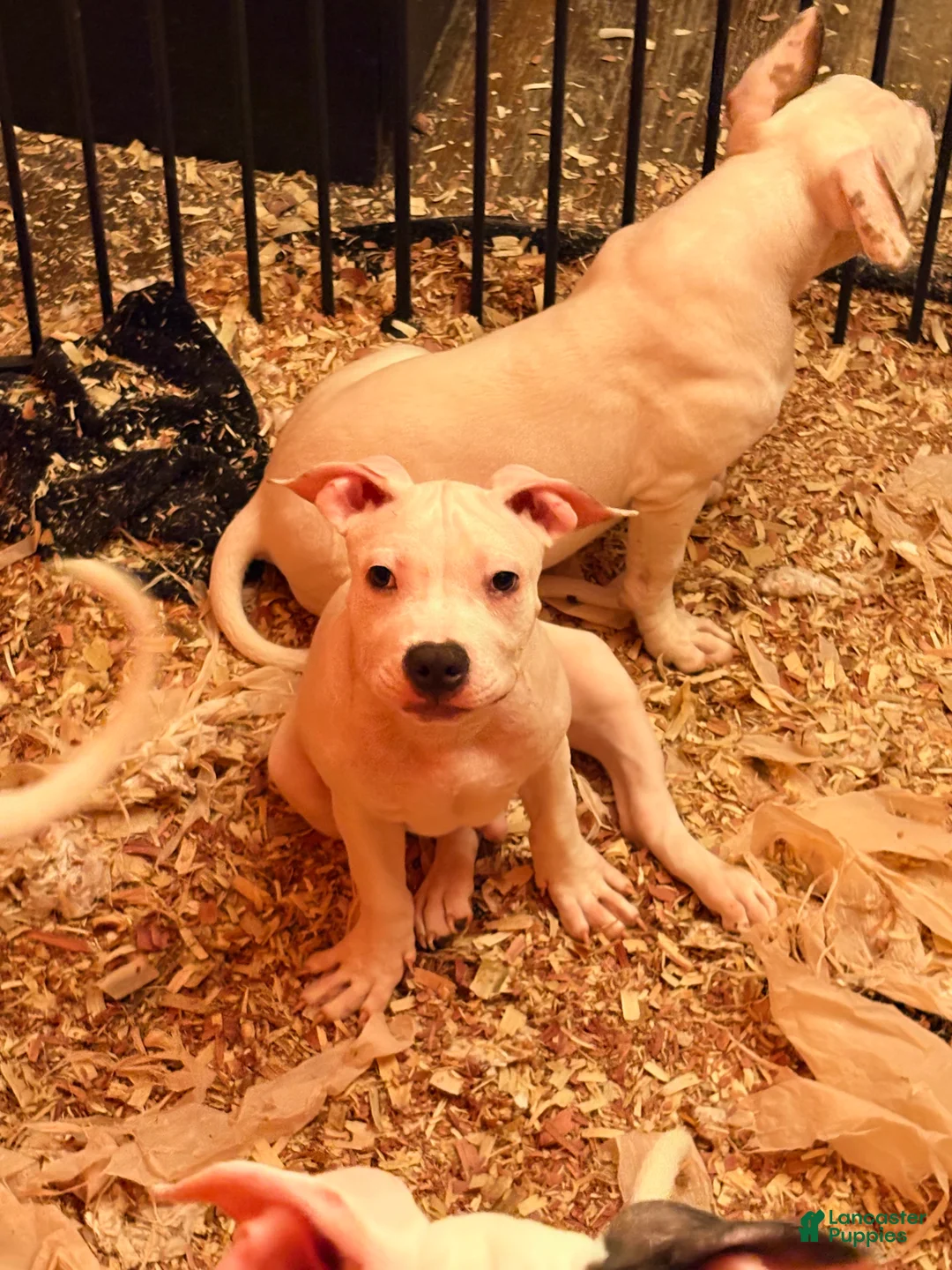Mixed Breed dogs for sale: Mixed Breed 1 - Ad 2