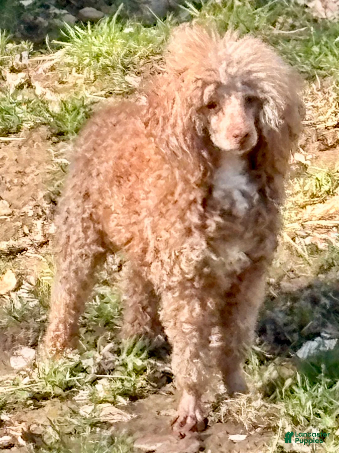 Mixed Breed dogs for sale: Mack - Ad 10