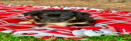 Miniature Australian Shepherd dogs for sale: Archie - Ad 1