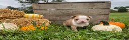 Boston Terrier dogs for sale: Maple - Ad 5