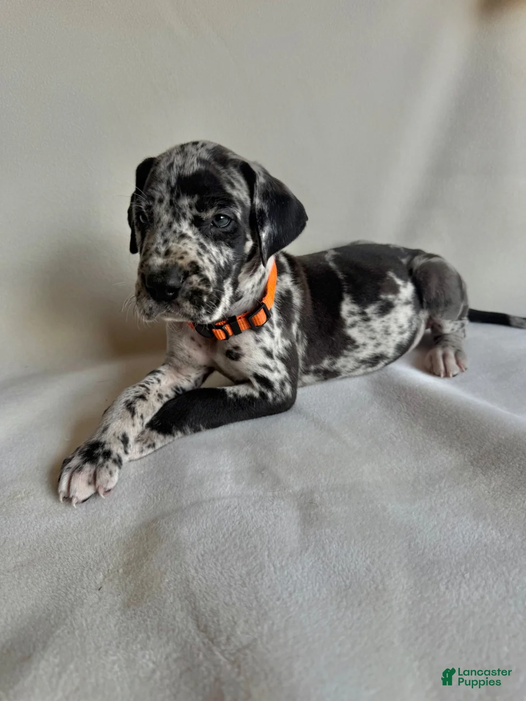 Tea cup- pink Great Dane for sale in Baltimore | Lancaster Puppies