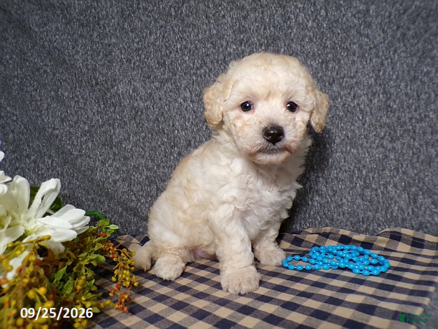 Bichpoo dogs Timmy - Ad 2