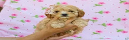 Cavapoo dogs for sale: Ida F1B Cavapoo Pup - Ad 5
