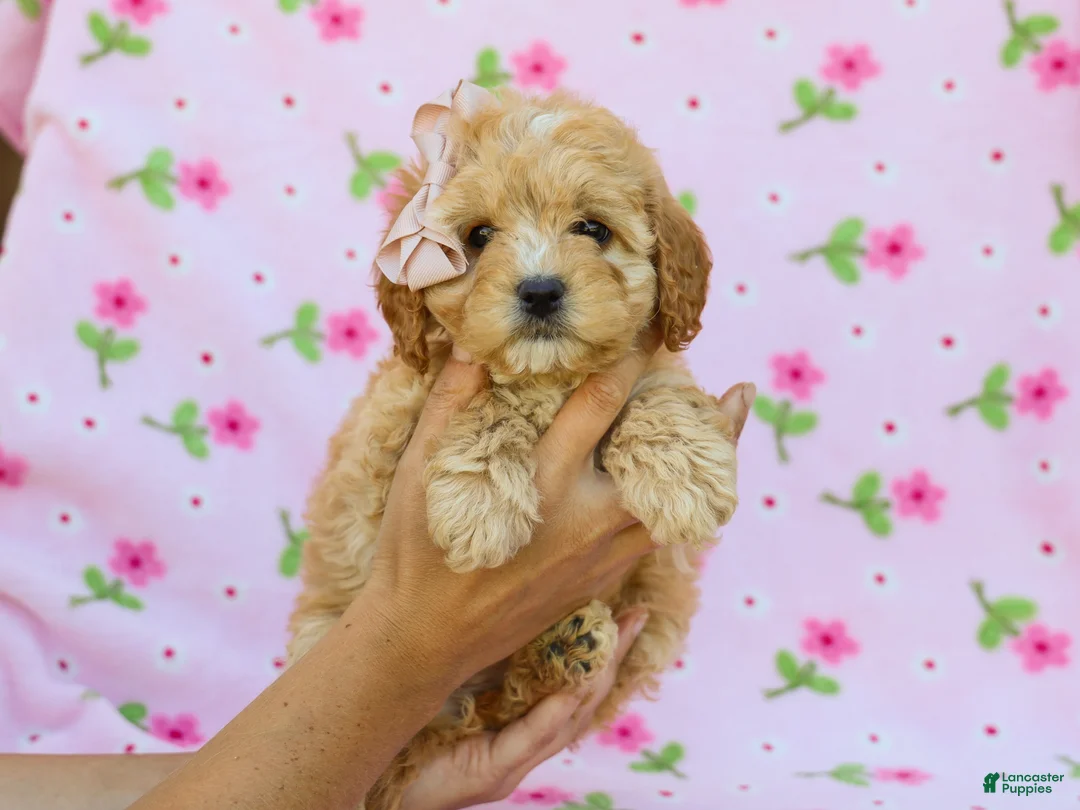 Cavapoo dogs for sale: Ida F1B Cavapoo Pup - Ad 5