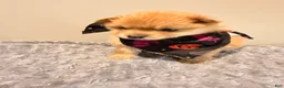 Pomeranian dogs for sale: Pooh - Ad 4