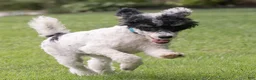 Miniature Poodle dogs for sale: Spike Miniature Poodle  - Ad 6