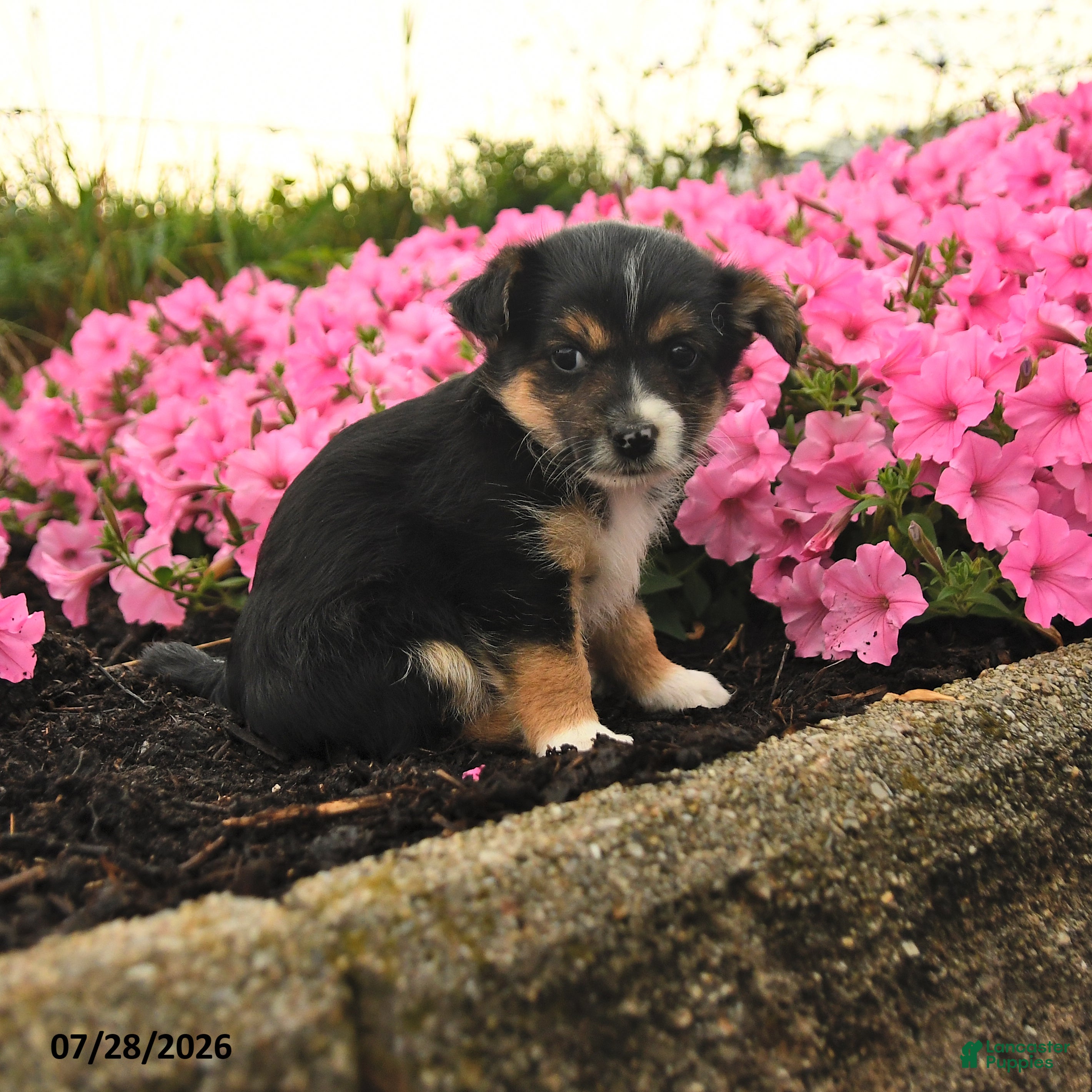 Mixed Breed dogs Glenda - Ad 1