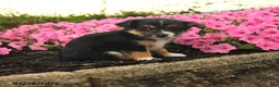 Mixed Breed dogs for sale: Glenda - Ad 1