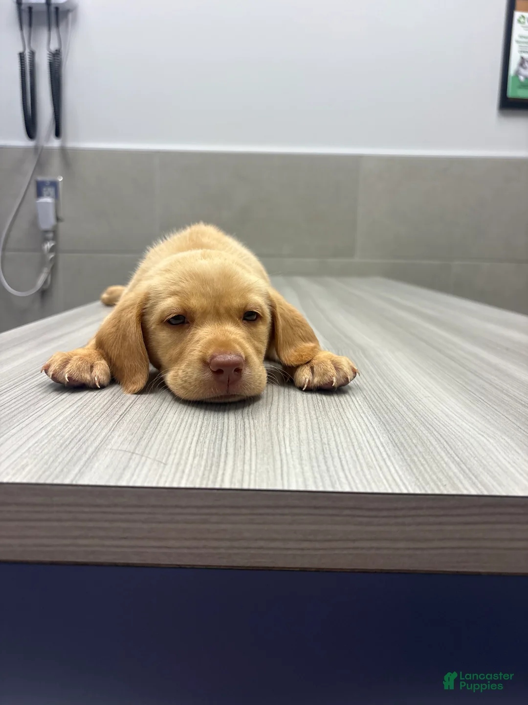 Labrador Retriever dogs for sale: Labrador Retriever 3 - Ad 2