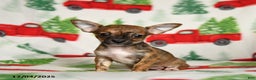 Chihuahua dogs for sale: Bambi - Ad 3