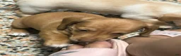 Mixed Breed dogs for sale: Hershey - Ad 3