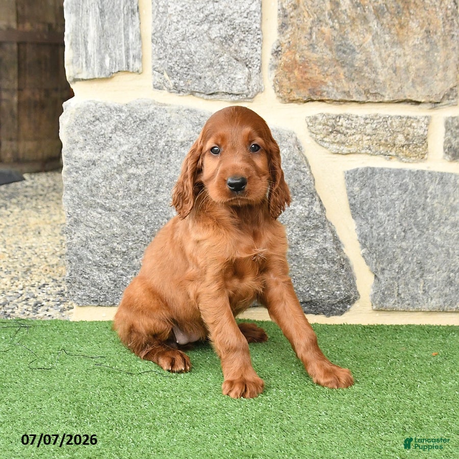 Irish Setter dogs Cuddles - Ad 1