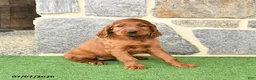 Irish Setter dogs for sale: Cuddles - Ad 1