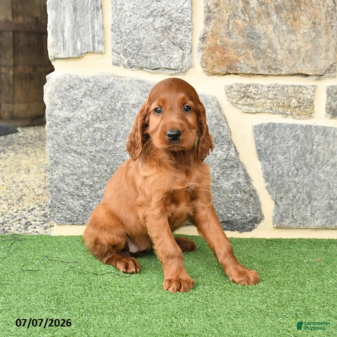Irish Setter dogs for sale: Cuddles - Ad 1