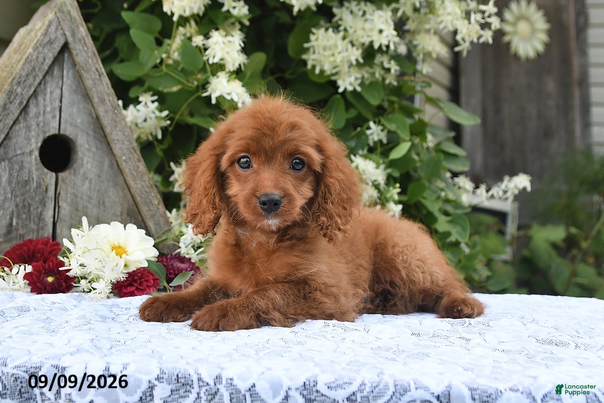 Cavapoo dogs Ava  - Ad 1