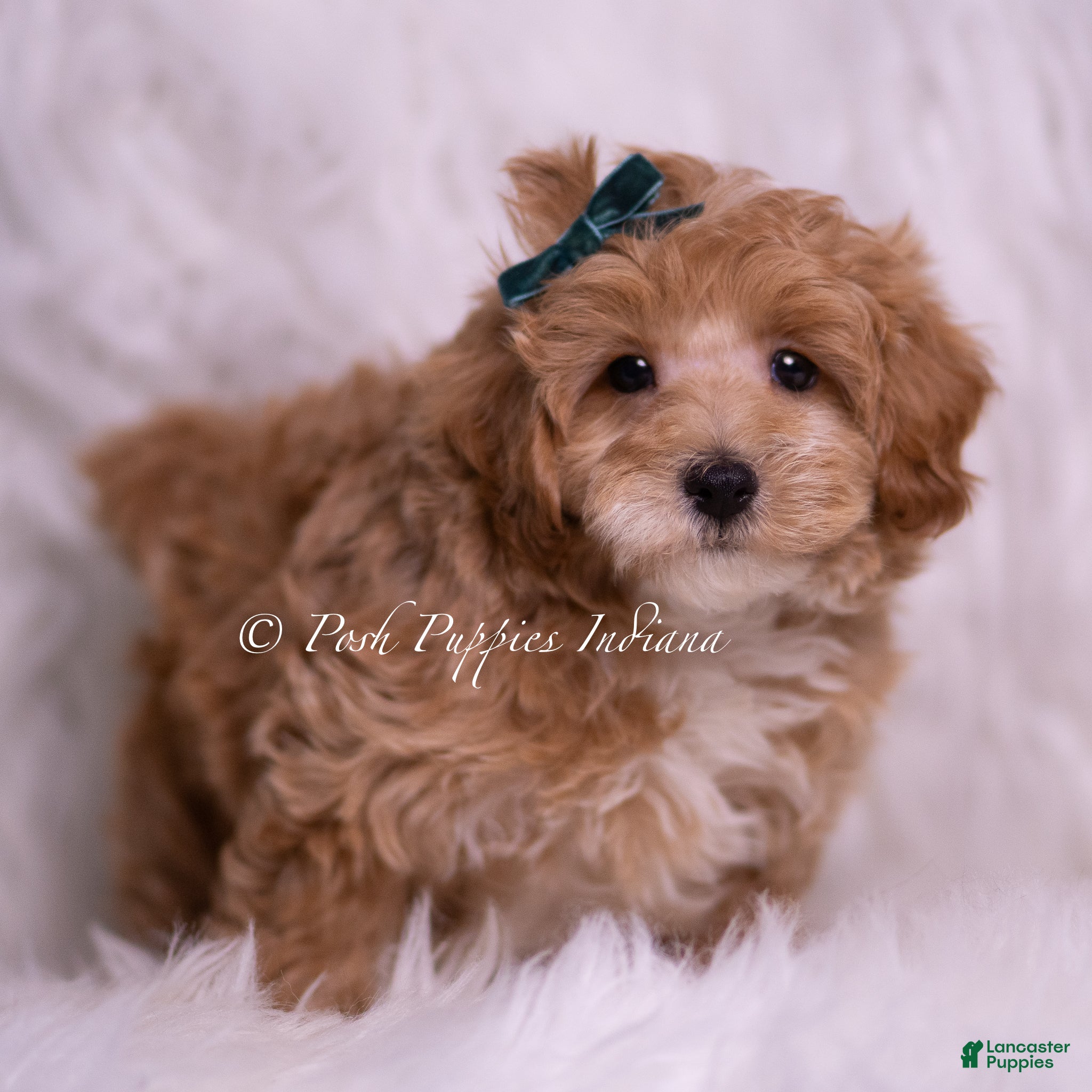 Maltipoo dogs Butterscotch - Ad 40