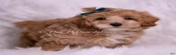 Maltipoo dogs for sale: Butterscotch - Ad 1